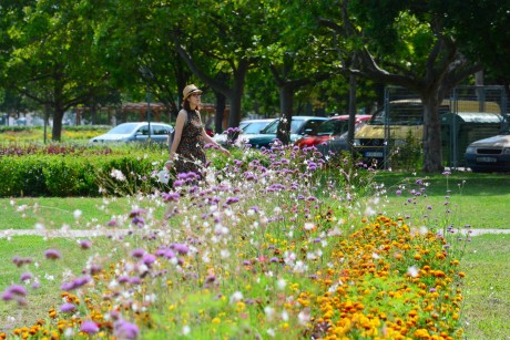Városszerte csodálatosan virágba borultak az egynyári növények